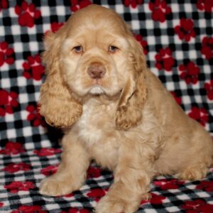 Elvis- Cocker Spaniel