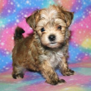 Linus- Morkie