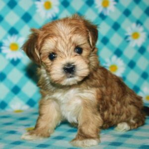 Love Bug- Morkie