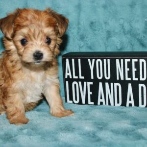Leo- Morkie