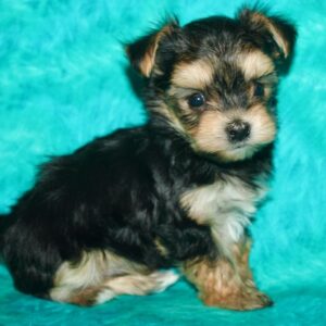 Loki- Morkie