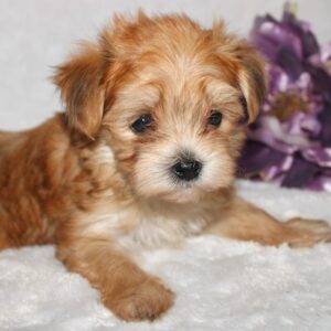 Lexie- Morkie