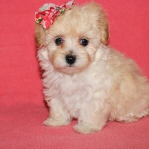 Daisy- Malti Poo