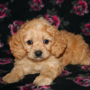 Millie