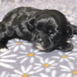 Otto
