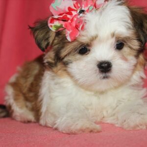 Rosie