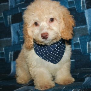 Charlie