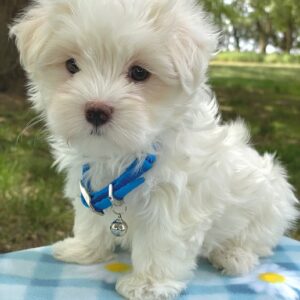 Dawson- Maltese