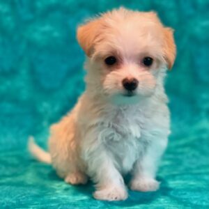 Dusty- Morkie