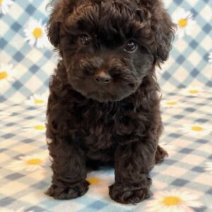 Grover
