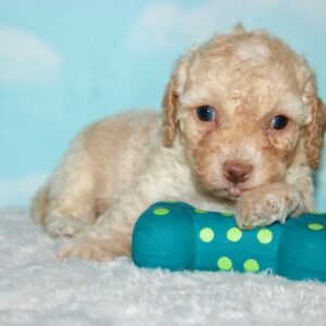 Charlie