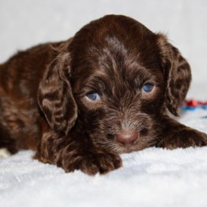 Hershey