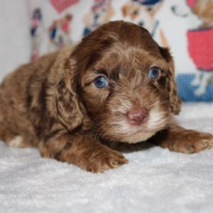 Harper