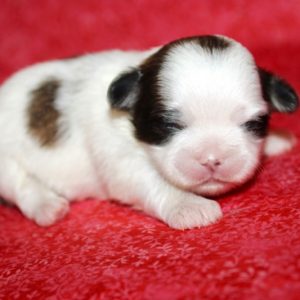 Mindy