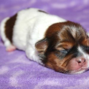 Penny