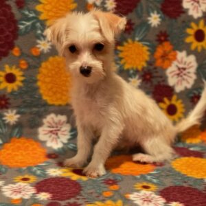 Dusty- Morkie