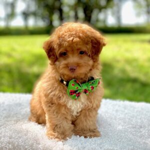 Marley