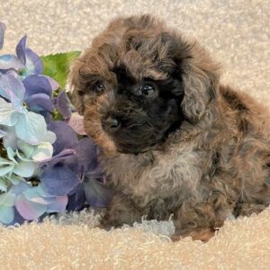 Whitney- Toy Poodle