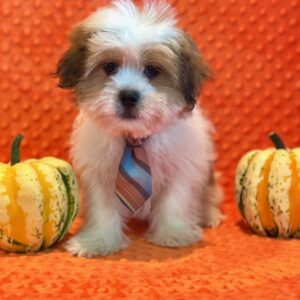 Peanut