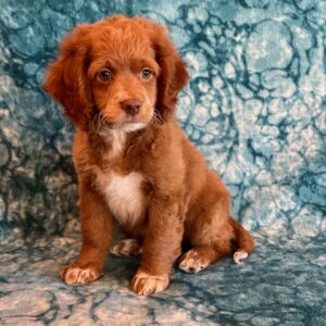 Cockapoos - Puppy Place