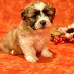 Auggie