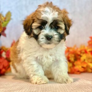 Buster