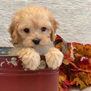Cookie