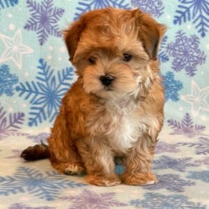Oliver-Morkie