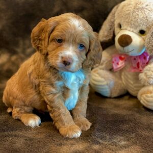 Tucker