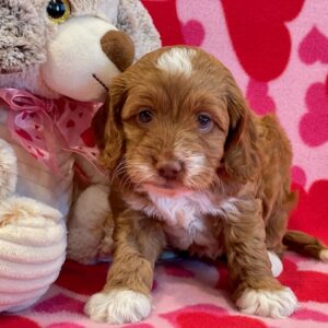 Tilly