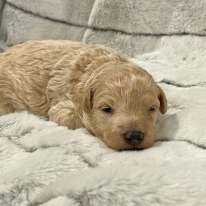 Archie