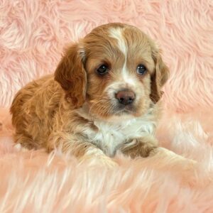 Cockapoos - Puppy Place