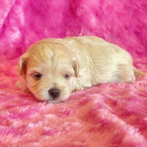Josie- Malti Poo