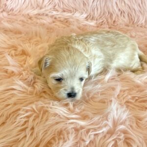 Jazzy – Malti Poo