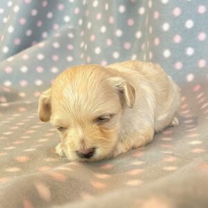 Jasmine – Malti Poo