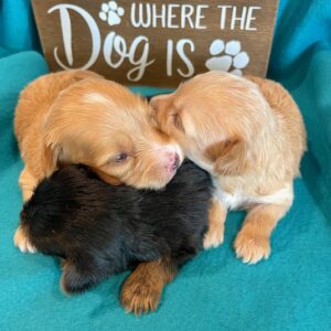 Heidi & Boomer’s Yorkie Poos