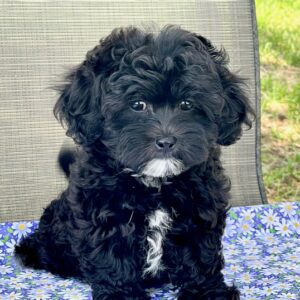 Millie