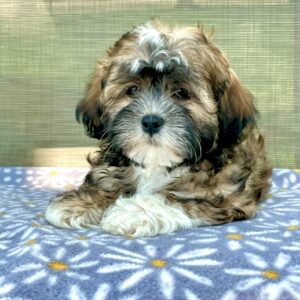 Mindy