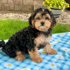 Nemo – Yorkie Poo