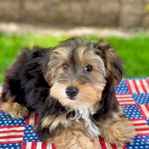 Kota – Yorkie Poo