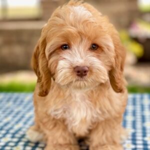 Pippi