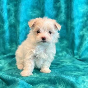 Teddy- Maltese