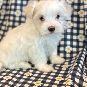 Tinker- Maltese