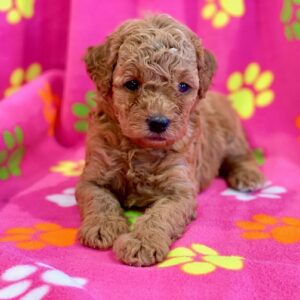 Bailey