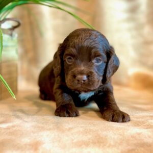 Cockapoos - Puppy Place