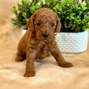 Charlie
