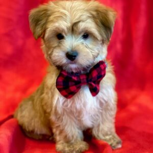 Flynn-Morkie