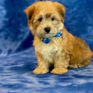 Felix – Morkie