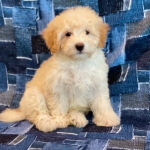 Lincoln- MaltiPoo