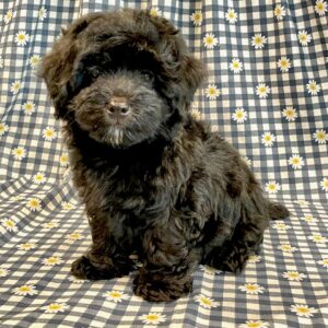 Leo- MaltiPoo